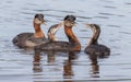 Rednecked Grebe Family with Juvenile Offspring