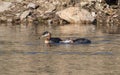 Rednecked Grebe Feeding Fish to the Juvenile