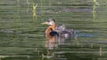 Rednecked Grebe with it`s Juvenile Offspring