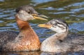 Rednecked Grebe with it`s Juvenile Offspring