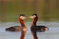 Rednecked Grebes Royalty Free Stock Photo
