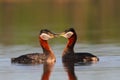 Rednecked Grebes