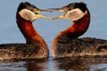 Rednecked Grebes Royalty Free Stock Photo