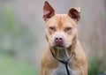 Rednose American Pitbull Terrier dog, Walton County Animal Shelter