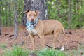 Rednose Pit Bull Terrier bulldog Royalty Free Stock Photo