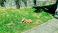 Rednose pitbull lounging on grass in his yard Royalty Free Stock Photo