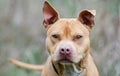 Rednose Pitbull Terrier Dog Royalty Free Stock Photo