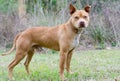 Rednose Pitbull Terrier Dog