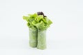RedOak- hydroponics vegetable on white background Royalty Free Stock Photo