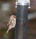 Redpoll bird