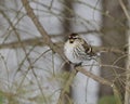 Redpoll Bird Stock Photos. Redpoll bird profile view perched