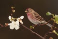 Redpoll bird.