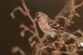 Redpoll bird.