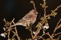 Redpoll bird.