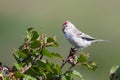 Redpoll male Royalty Free Stock Photo