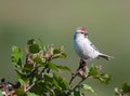 Redpoll male