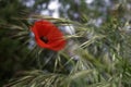 Redpoppy flowers Royalty Free Stock Photo