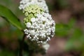 Redring Milkweed Blossoms Royalty Free Stock Photo