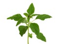 Redroot pigweed, Amaranthus retroflexus