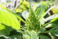 Redroot pigweed amaranthus retroflexus also called red-root amaranth Royalty Free Stock Photo