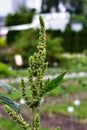 Redroot pigweed amaranthus retroflexus also called red-root amaranth. Used in herbal medicine healthy eating concept Royalty Free Stock Photo