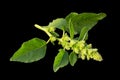 Redroot pigweed (Amaranthus retroflexus) on black background