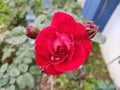 RedRose bud Royalty Free Stock Photo