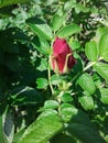 redrose flower Royalty Free Stock Photo