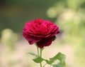 Redrose Royalty Free Stock Photo