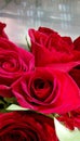 redrose for u Royalty Free Stock Photo