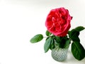 Redrose white background Royalty Free Stock Photo