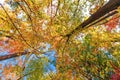 The reds accentuate the bright yellow leaves - Fall in Central Canada, ON