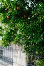 Reds did not bloom the flowers of a pomegranate on a tree among the foliage. Royalty Free Stock Photo