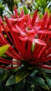 The Reds of Ixora Chinensis