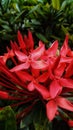 The Reds of Ixora Chinensis