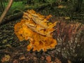 Reds in a white peas fly agaric, on a glade in the forest Royalty Free Stock Photo