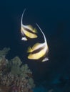 Redsea bannerfish Royalty Free Stock Photo