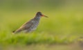 Redshank Royalty Free Stock Photo