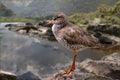 Redshank Royalty Free Stock Photo