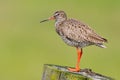 Redshank Royalty Free Stock Photo