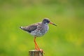 A redshank Royalty Free Stock Photo