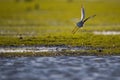 Redshank flying over a mossy swamp Royalty Free Stock Photo