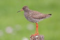 Redshank (Tringa totanus).