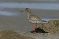 Redshank, Tringa totanus