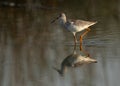 Redshanks at Asker Marsh with dramatic reflection, Bahrain Royalty Free Stock Photo