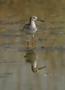 Redshanks at Asker marsh with reflection on water, Bahrain Royalty Free Stock Photo