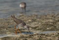 Redshanks feeding at Busiateen coast, Bahrain Royalty Free Stock Photo