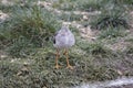 Redshanks Royalty Free Stock Photo