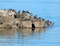 Redshanks, tringa totanus, standing on rocks Royalty Free Stock Photo