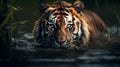 Redshift Tiger: A Captivating Photography Of A Sumatraism Tiger In Soft Light